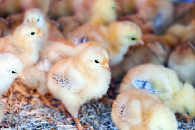 An image of little chickens